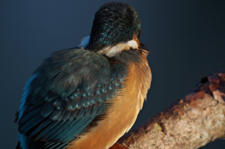 カワセミ