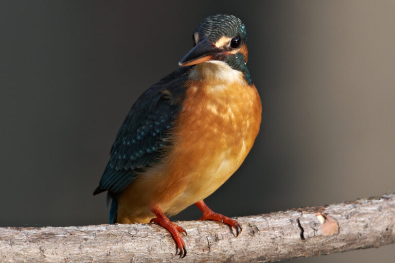 カワセミ
