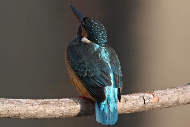 カワセミ