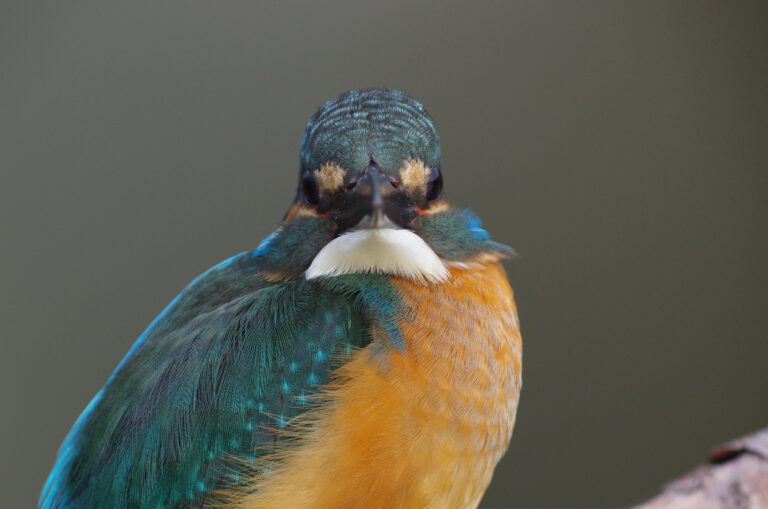 カワセミ