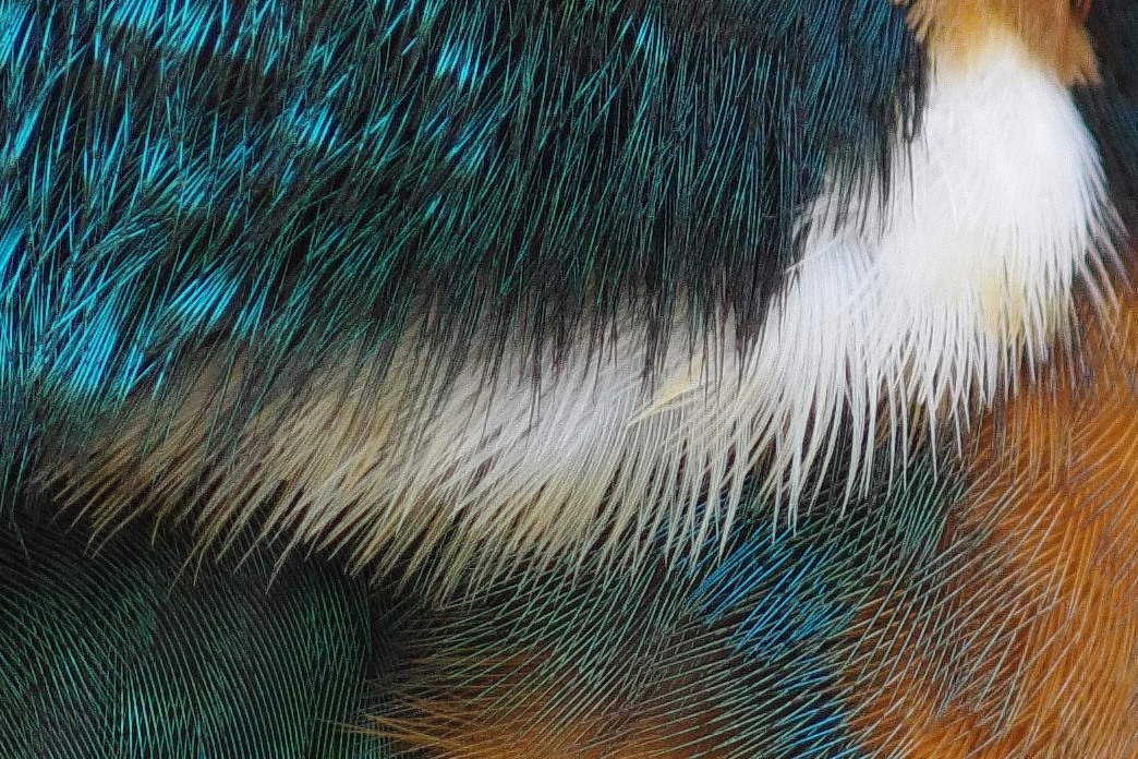 BORG125SD+1.4×対物絞りで撮影した超高解像、カワセミの白い羽毛の写真