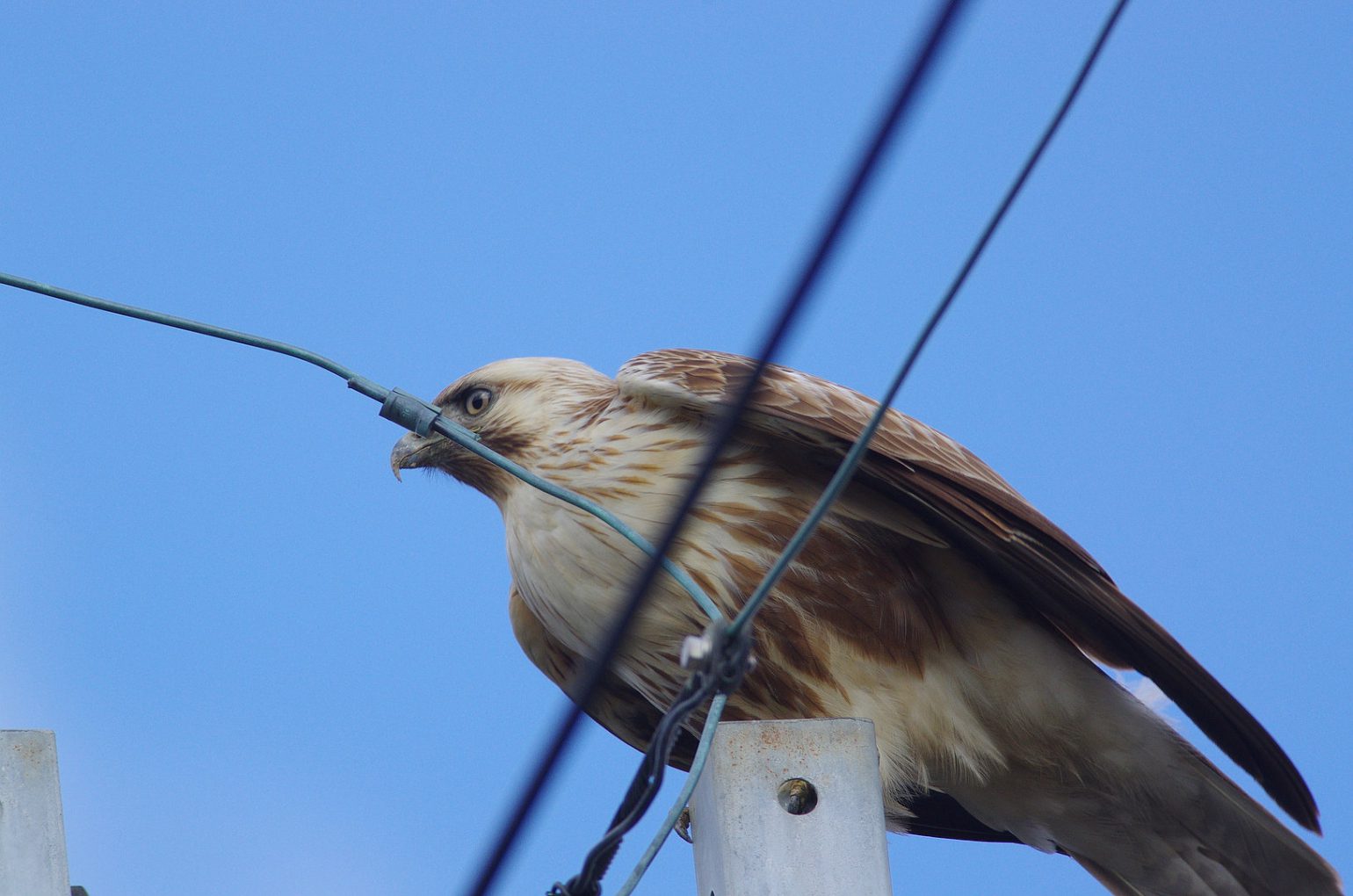 AFボーグ BORG71FLで撮影した野鳥・ノスリの写真画像