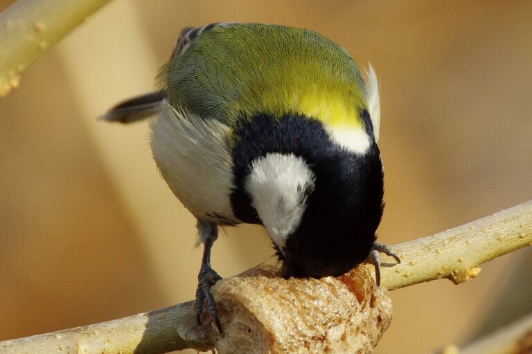 シジュウカラ
