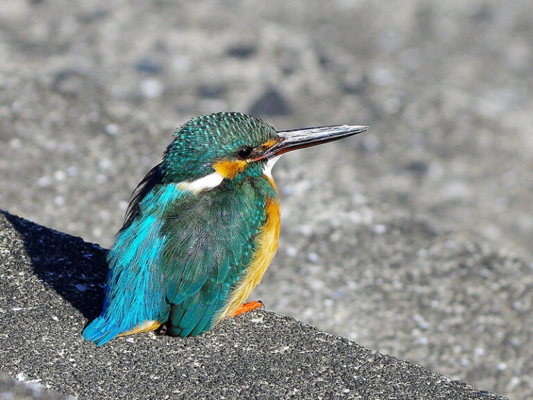 カワセミ
