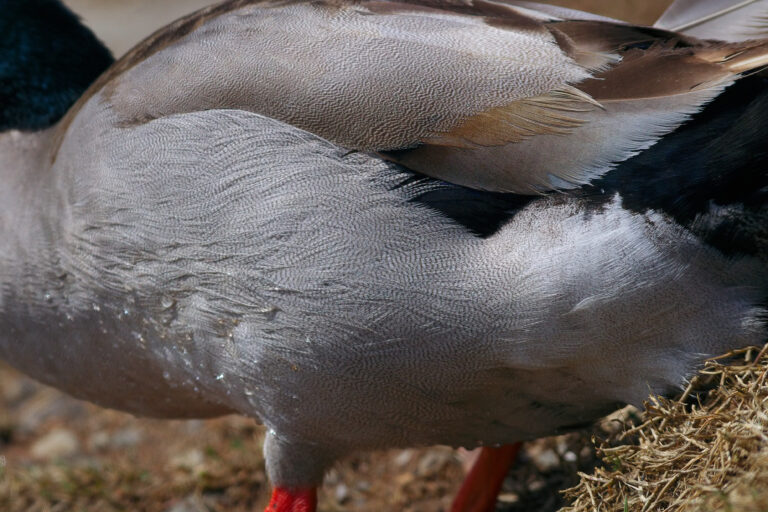 カモ