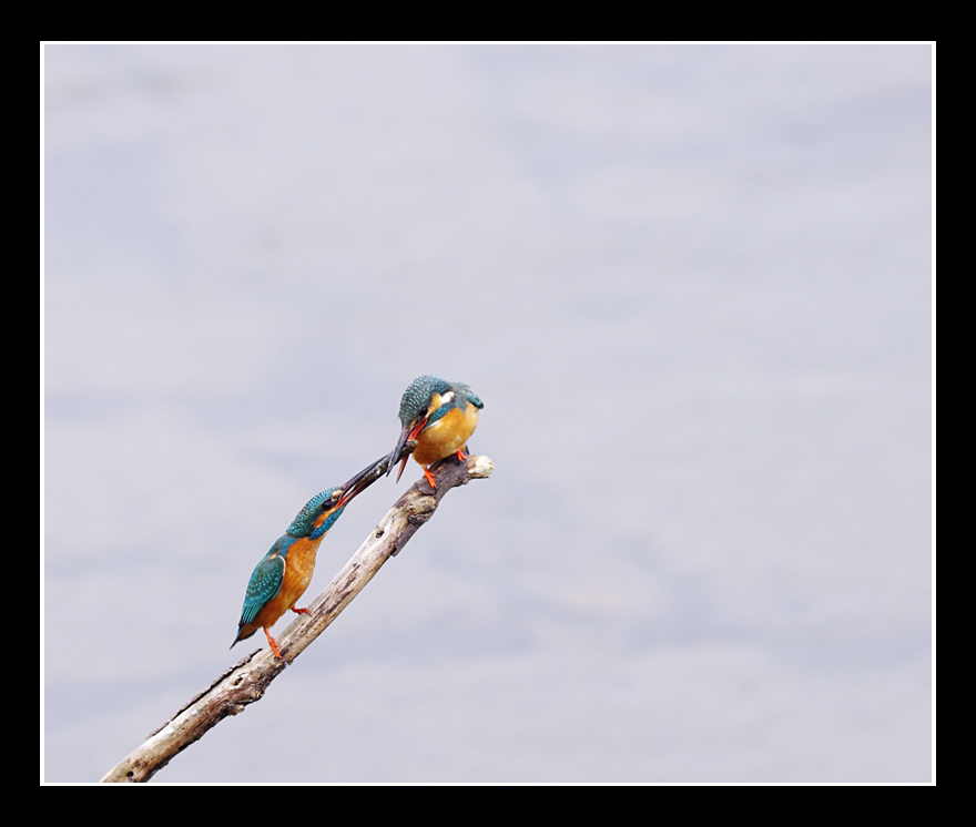 BORG45EDⅡで撮影した野鳥・カワセミの写真画像