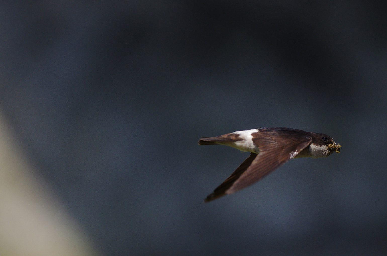 BORG71FLで撮影した野鳥・イワツバメの飛翔写真画像