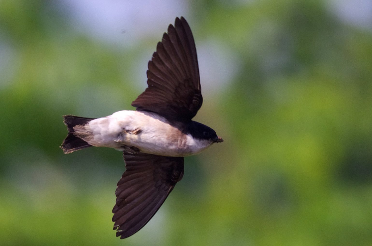 BORG50FLで撮影した野鳥・ツバメの飛翔写真画像