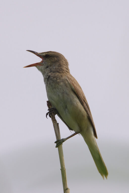オオヨシキリ