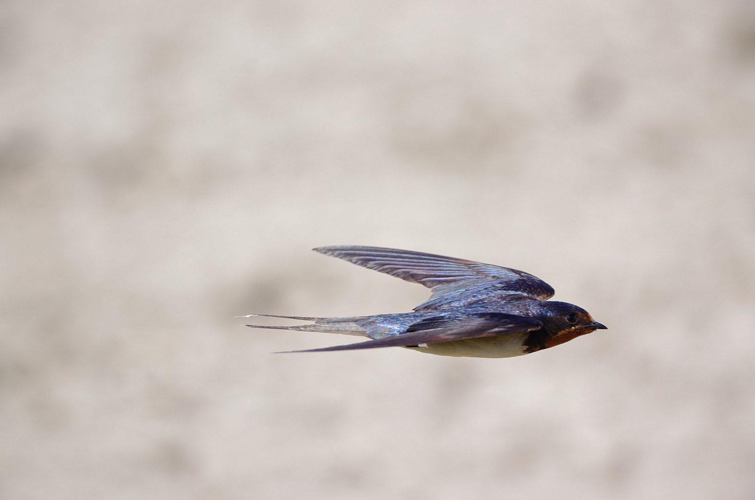 BORG71FLで撮影した野鳥・ツバメの飛翔写真画像(トビモノ)