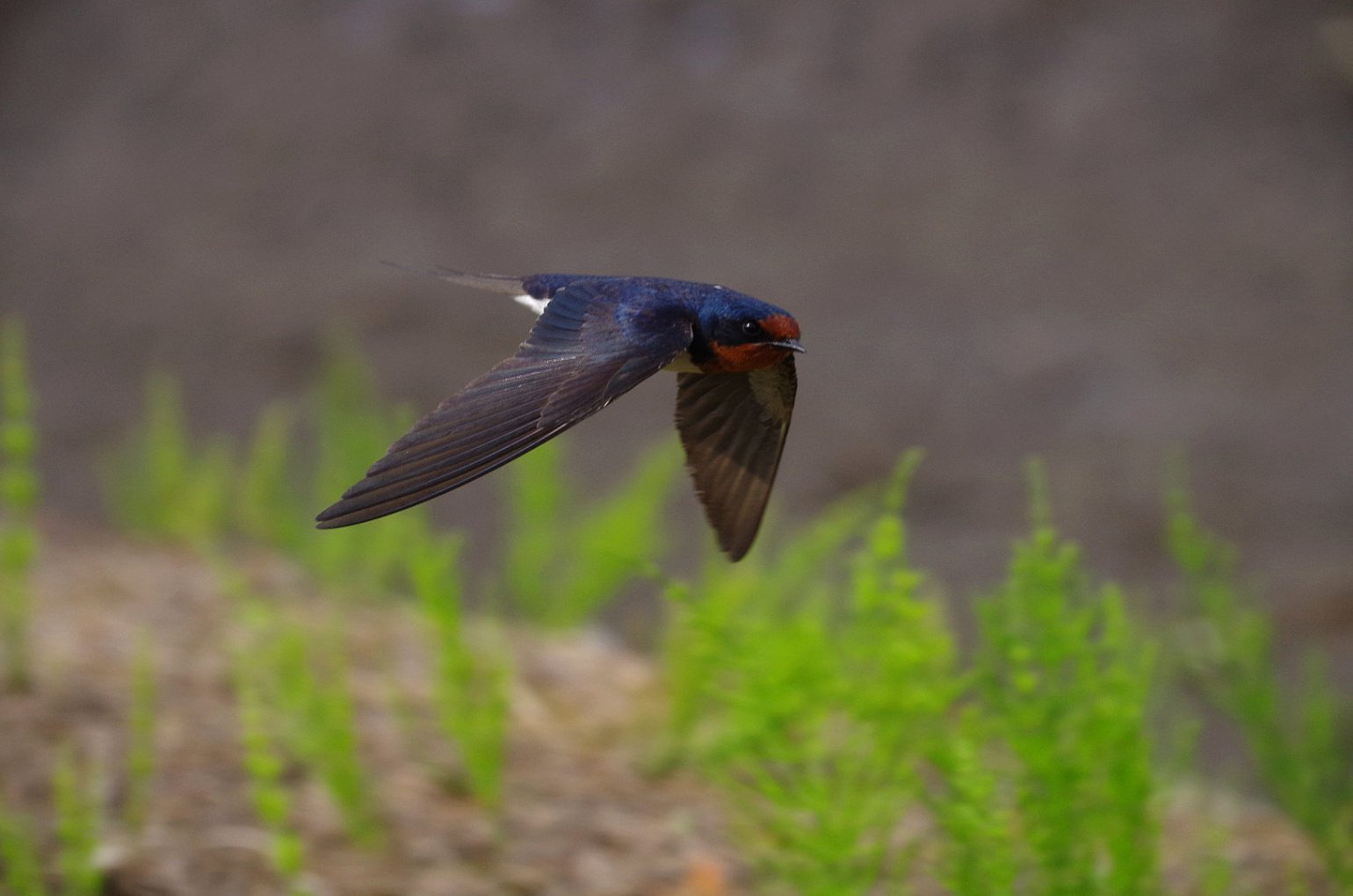 BORG50FLで撮影した野鳥・ツバメの飛翔写真画像(トビモノ)