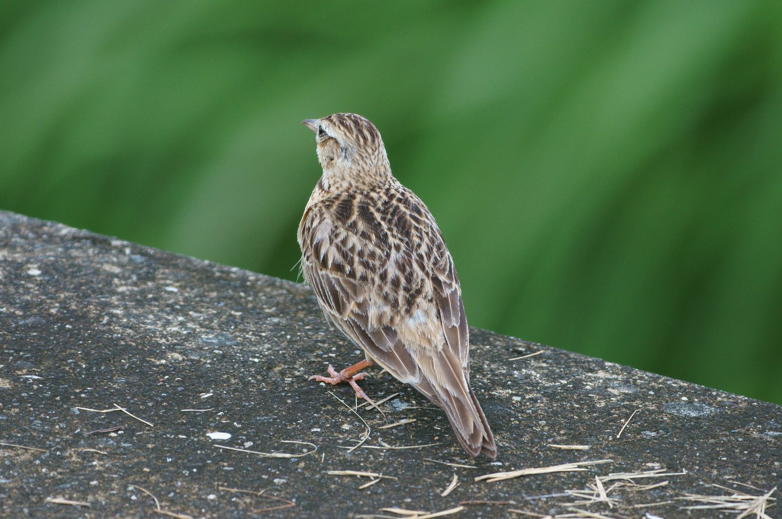 BORG71FLで撮影した野鳥・ヒバリの写真画像