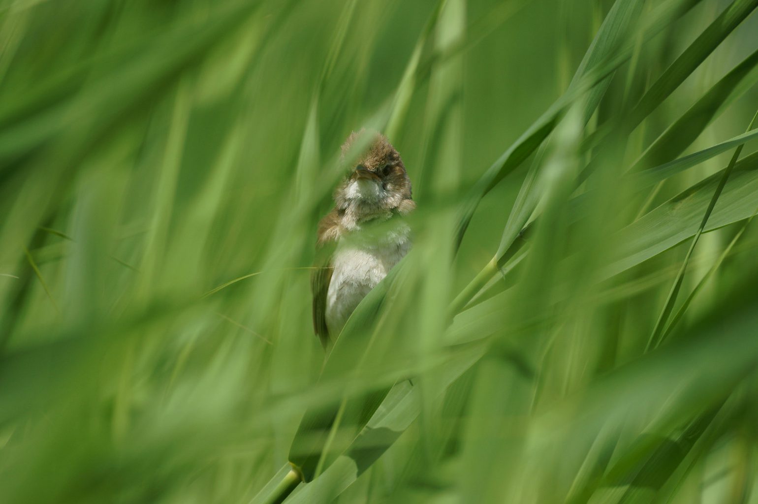 BORG71FLで撮影した野鳥・オオヨシキリの写真画像