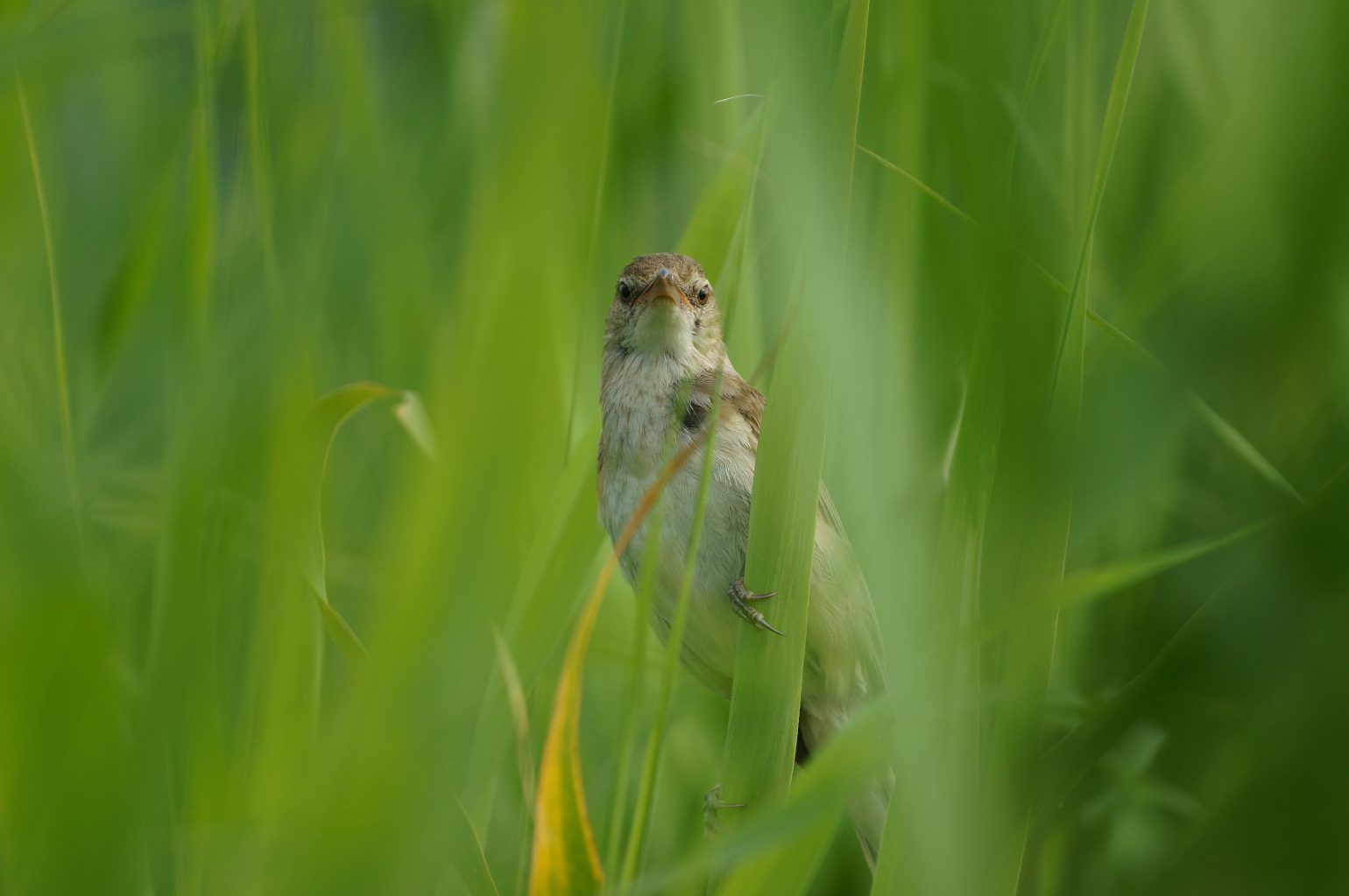 BORG71FLで撮影した野鳥・オオヨシキリの写真画像