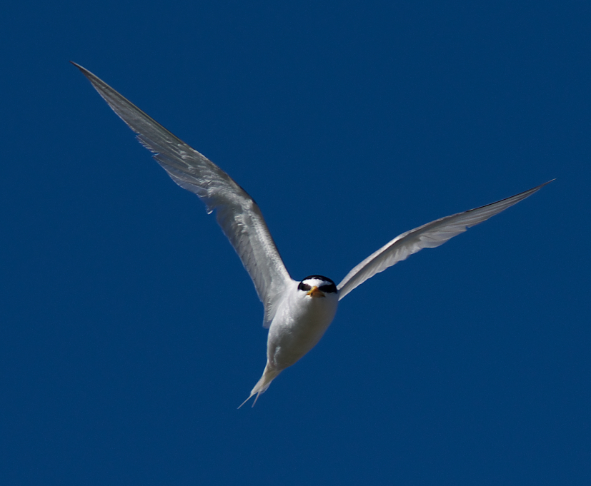 AFボーグ BORG71FLで撮影した野鳥・コアジサシの写真画像