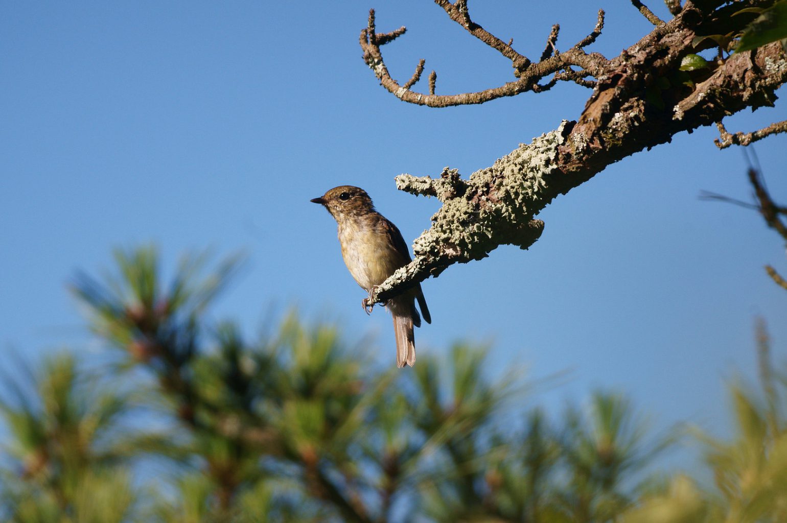 BORG71FLで撮影した野鳥・キビタキの写真画像