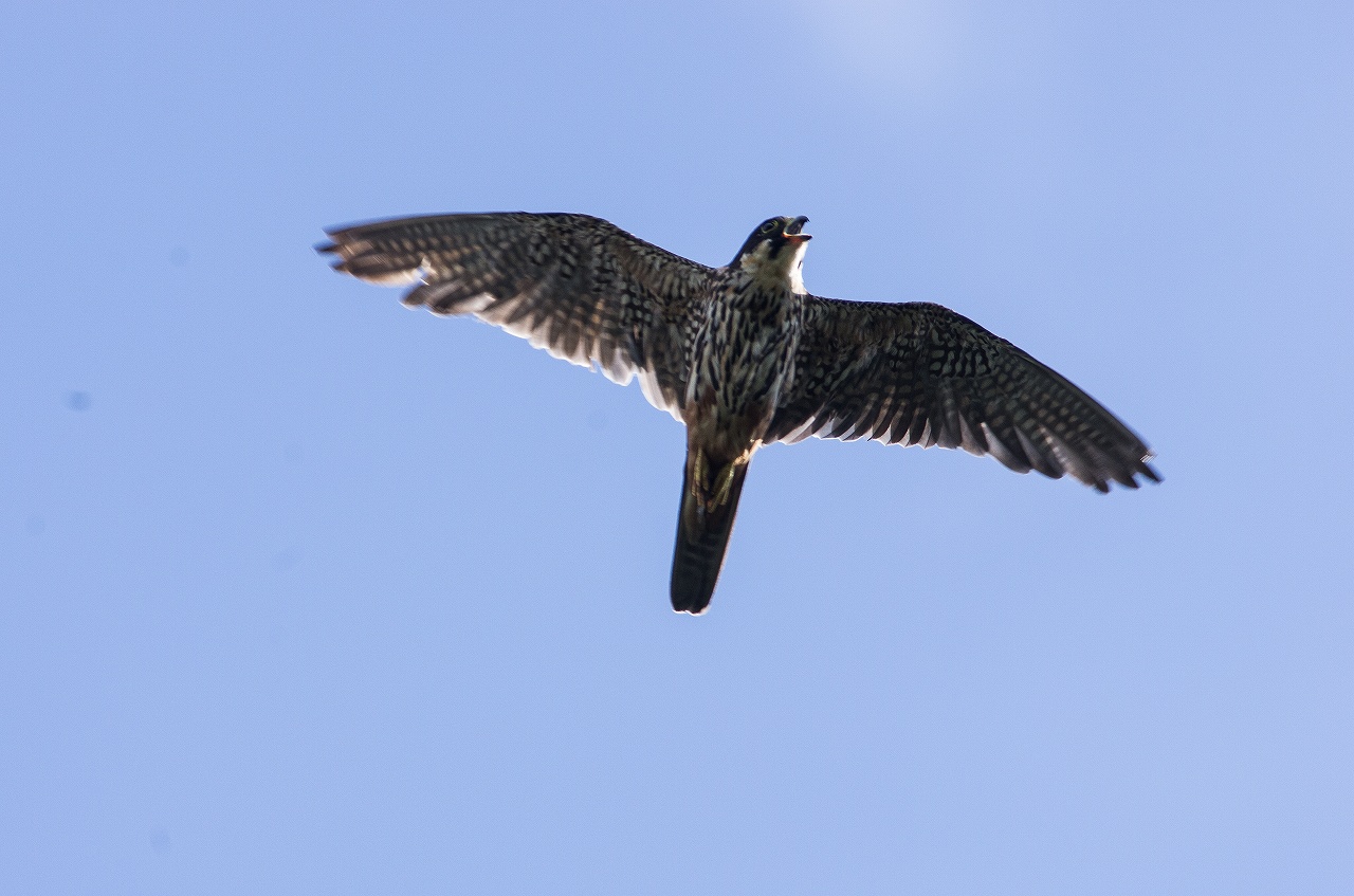 AFボーグ BORG71FLで撮影した野鳥・チゴハヤブサの飛翔写真画像