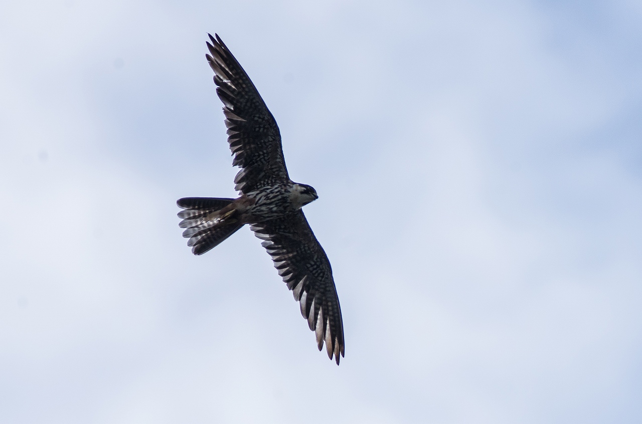 AFボーグ BORG71FLで撮影した野鳥・チゴハヤブサの飛翔写真画像