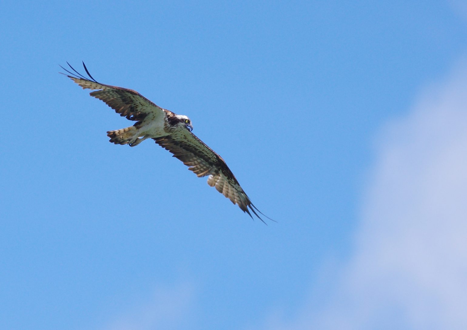 BORG77EDⅡで撮影したミサゴの野鳥写真画像