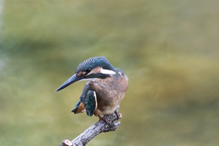 カワセミ