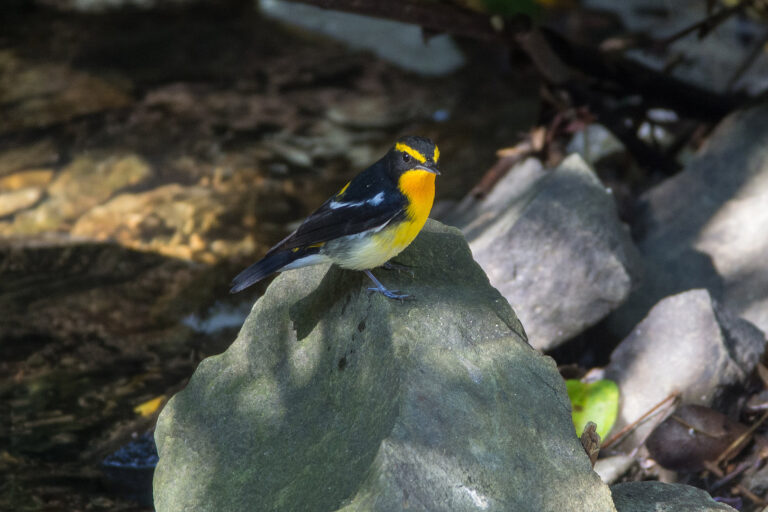 キビタキ