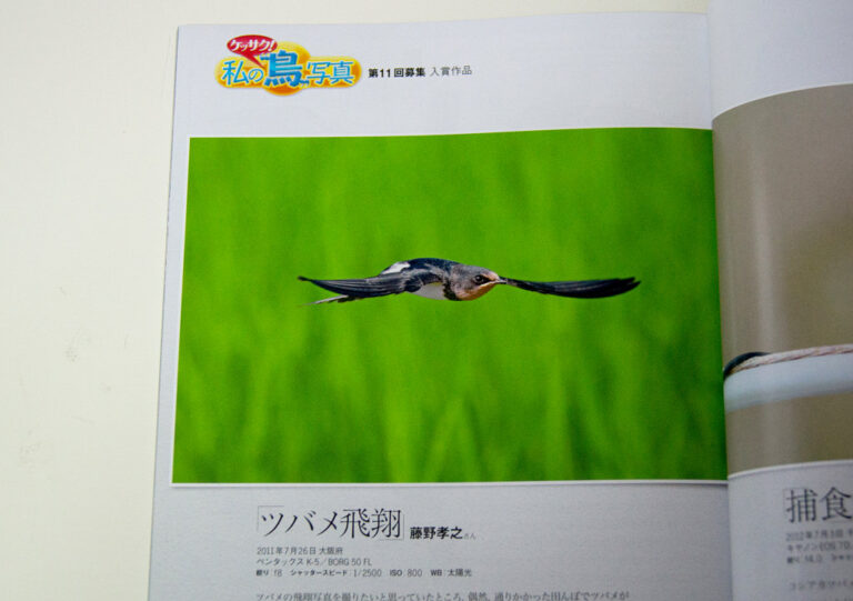 ツバメ飛翔