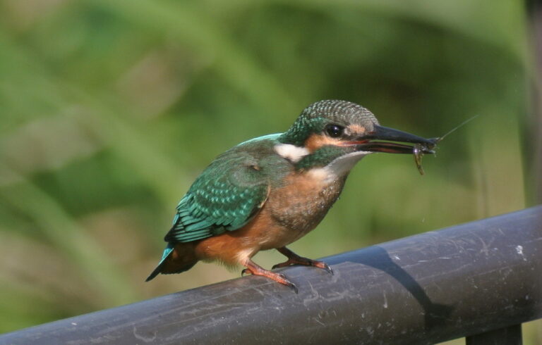 カワセミ