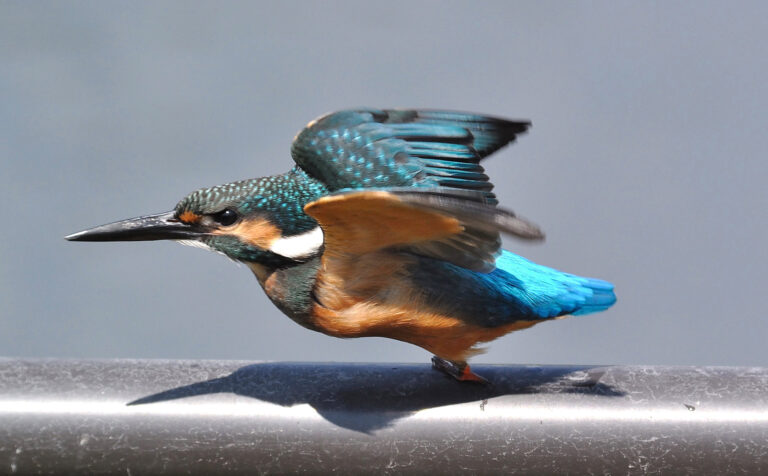 カワセミ