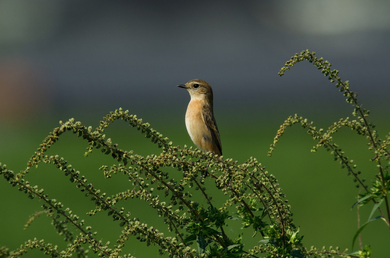 AFボーグ BORG71FLで撮影した野鳥・ノビタキの写真画像