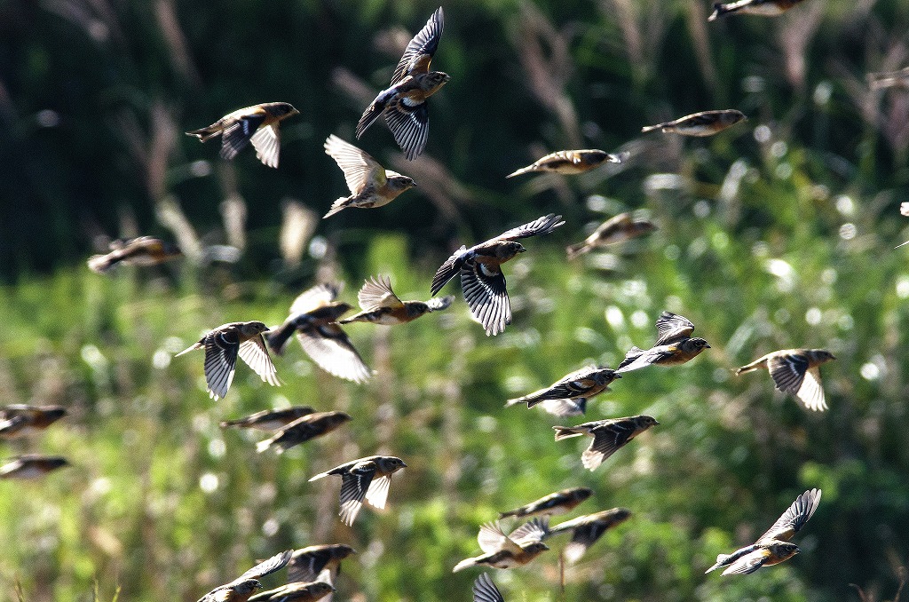 BORG71FLで撮影した野鳥・アトリの群れの飛び立ちシーン写真画像