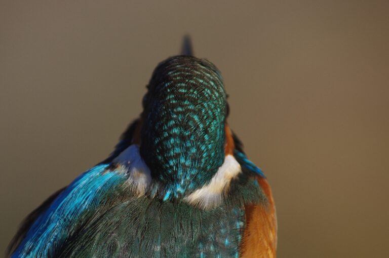 カワセミ
