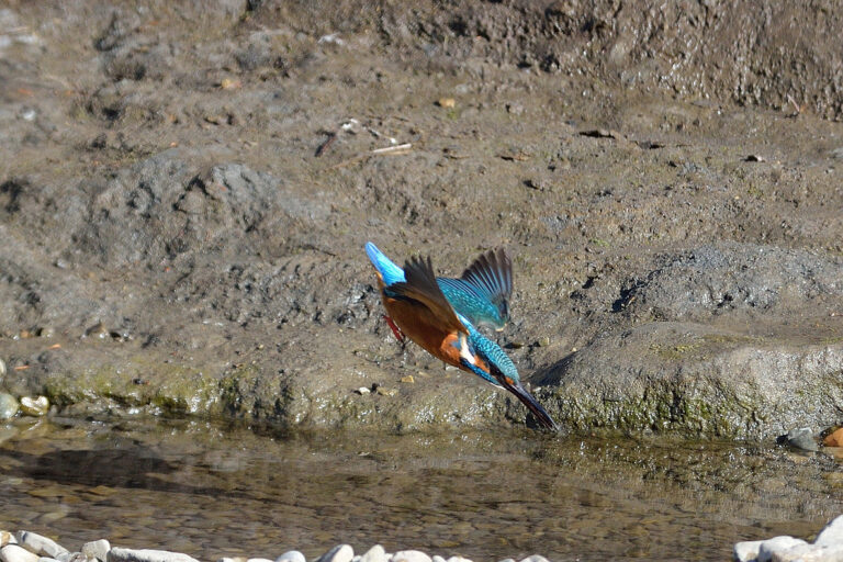 カワセミ