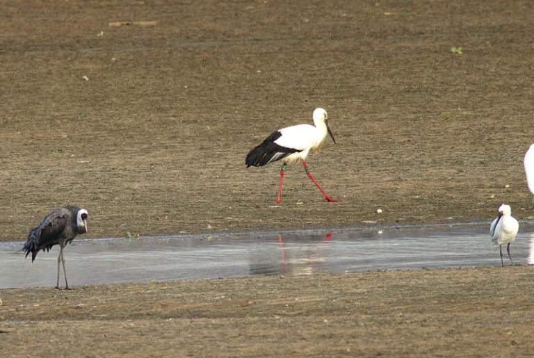 コウノトリ