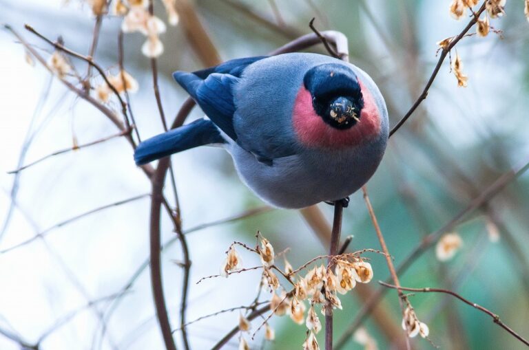 ウソ