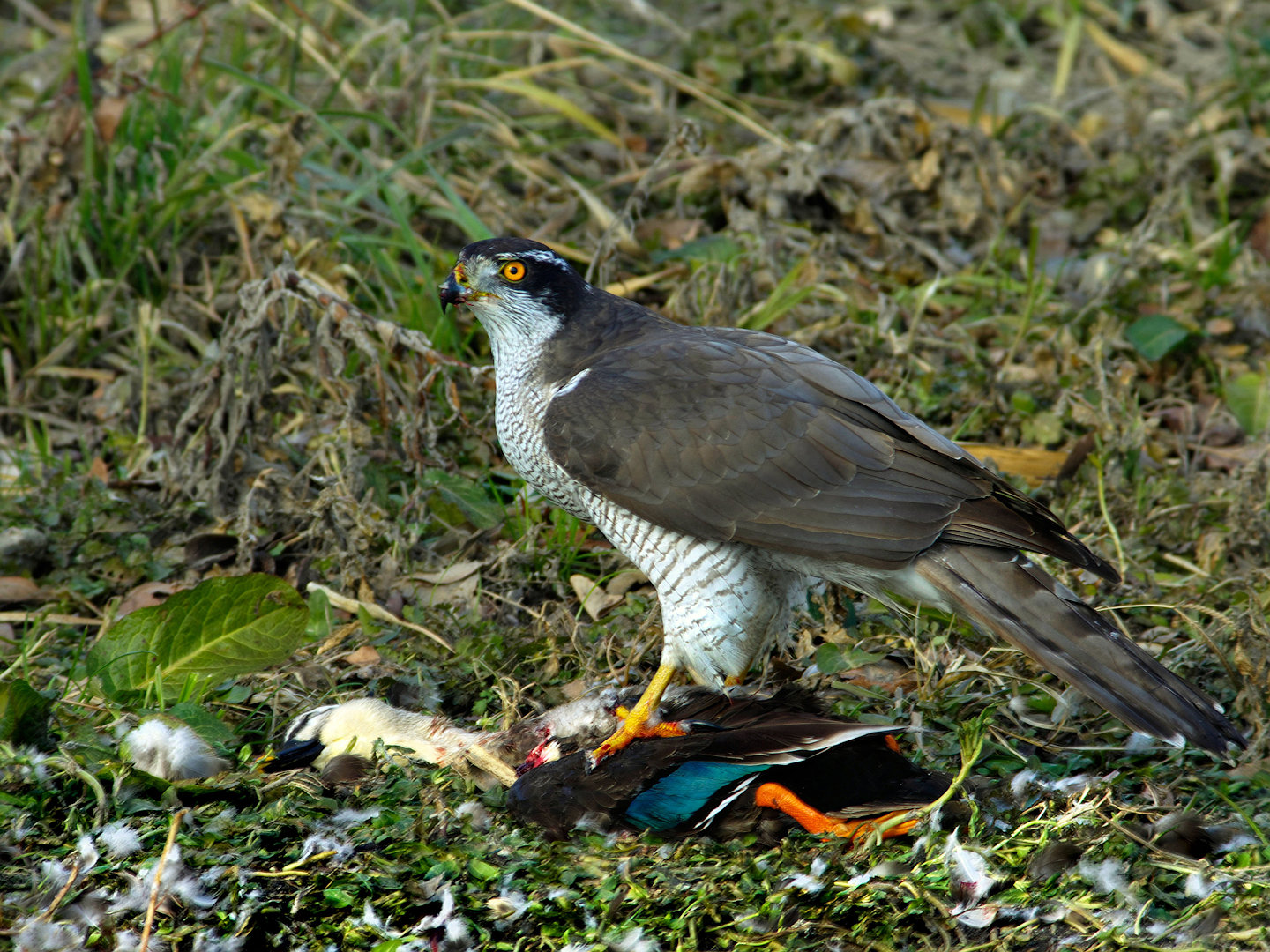 AFボーグ BORG71FLで撮影した野鳥・オオタカの写真画像
