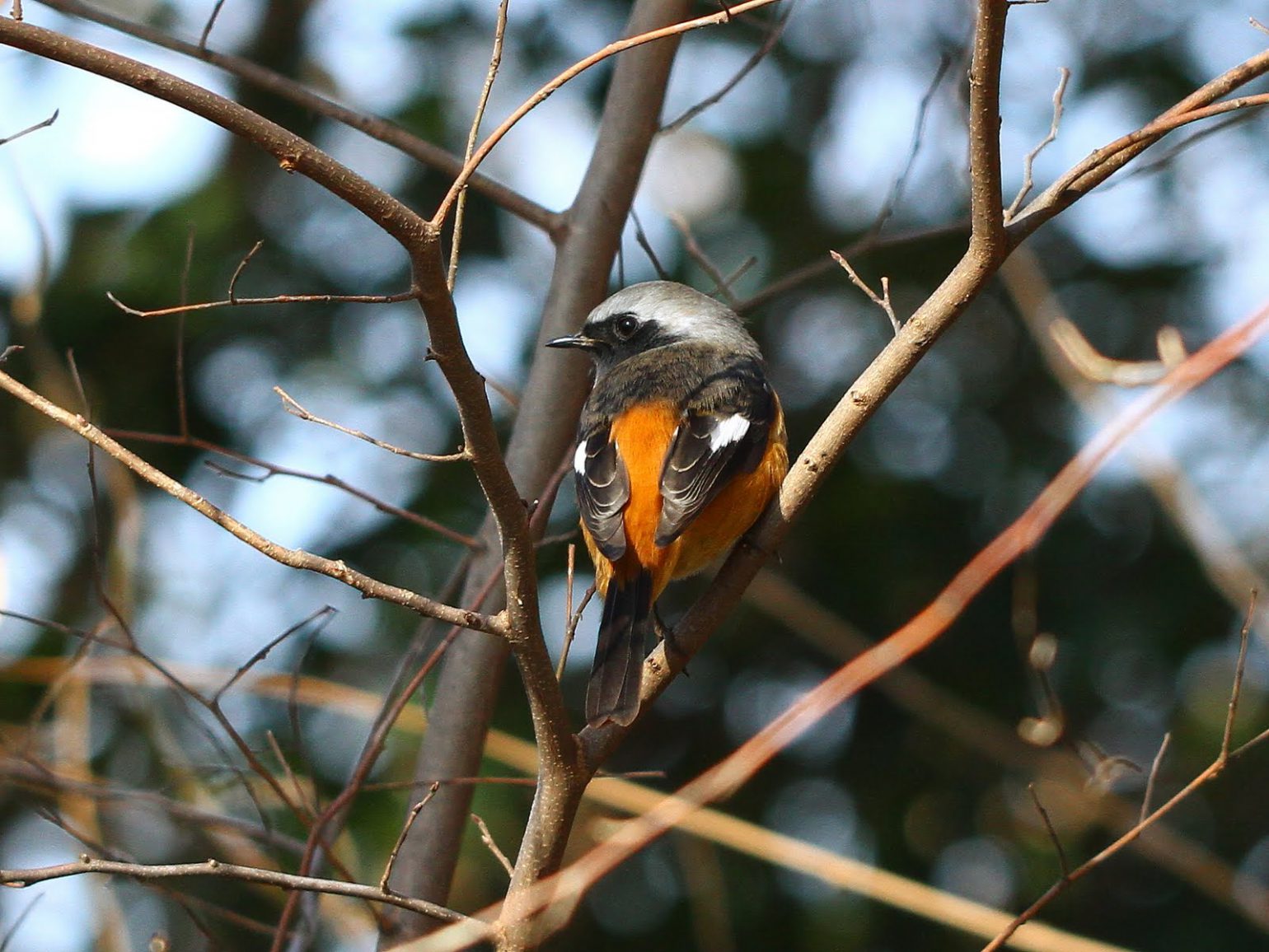BORGで撮影した野鳥・ジョウビタキの写真画像