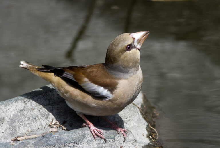 シメ