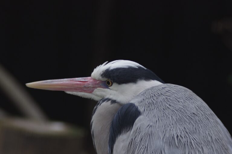 アオサギ