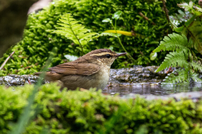 ヤブサメ