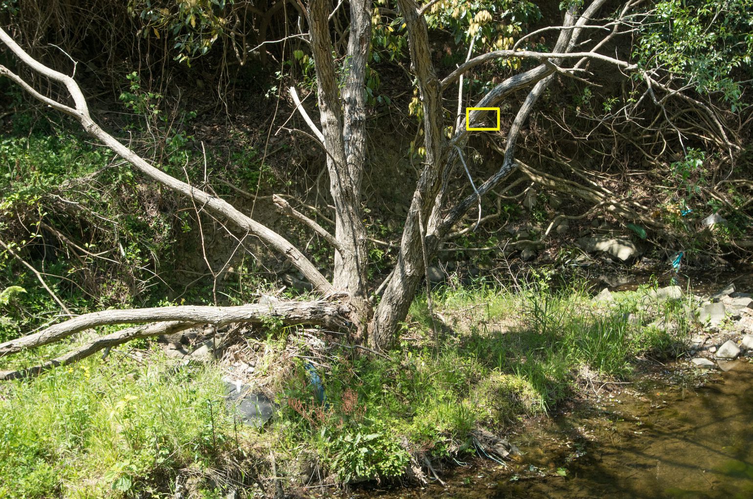 BORG89EDで撮影した野鳥・カワセミの写真画像