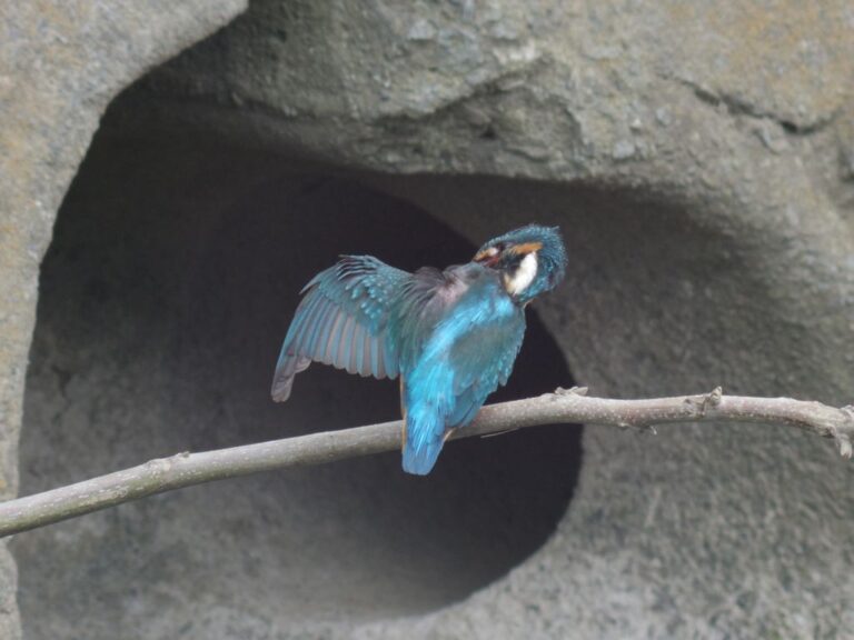 カワセミ