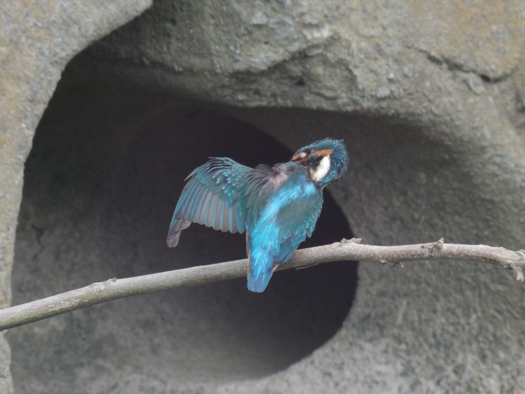 BORG71FLで撮影した野鳥・カワセミの写真画像
