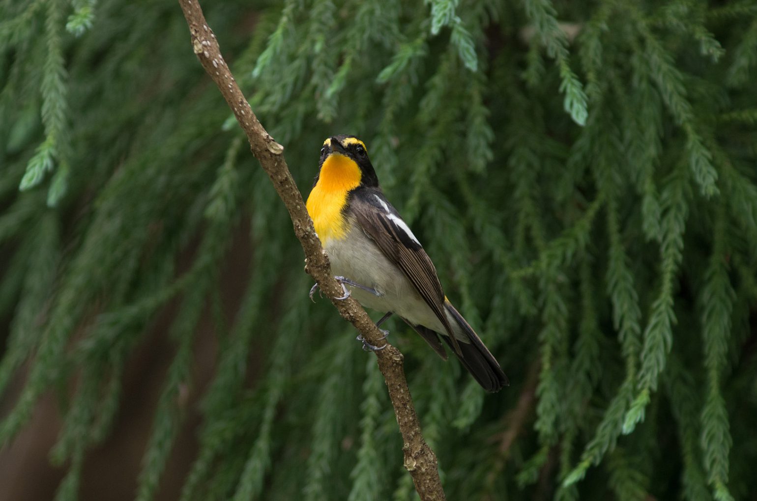 AFボーグ BORG89EDで撮影した野鳥・キビタキの写真画像