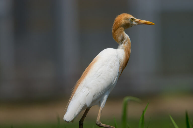 アマサギ