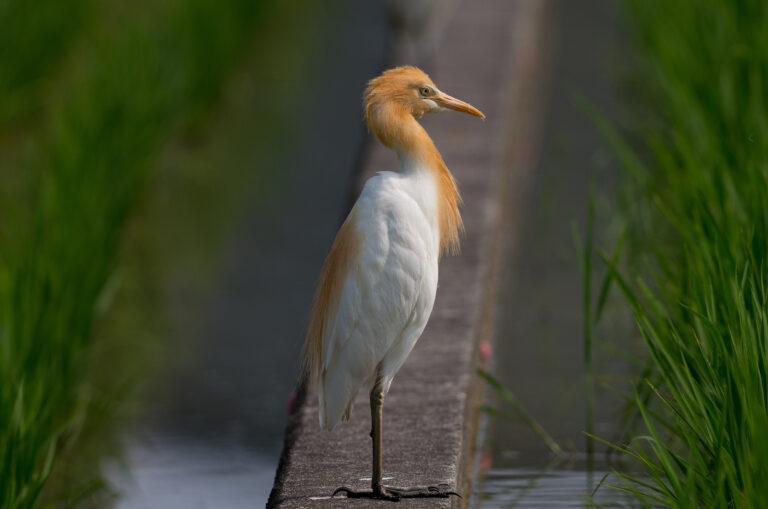 アマサギ