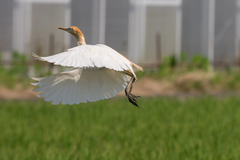 アマサギ