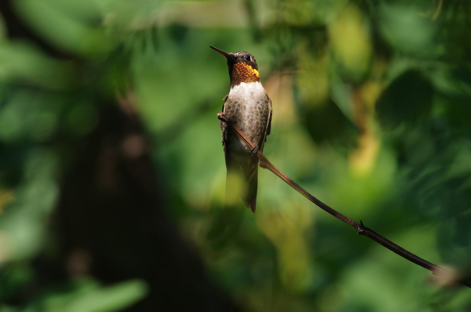 BORG77EDⅡで撮影した野鳥・ハチドリの写真画像