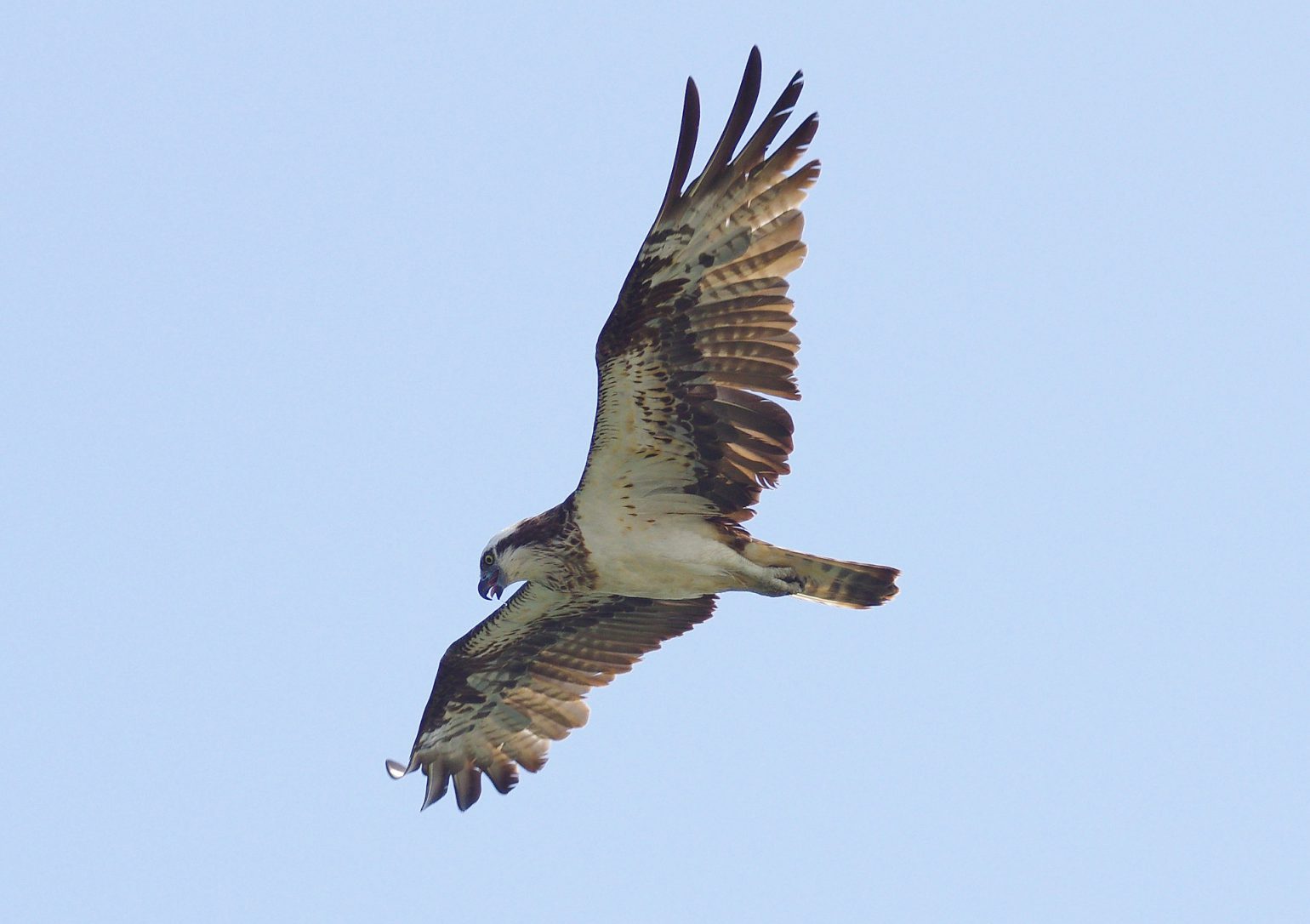 BORG77EDⅡで撮影した野鳥・ミサゴの写真画像