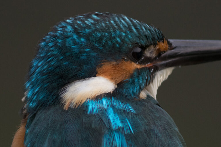 カワセミ