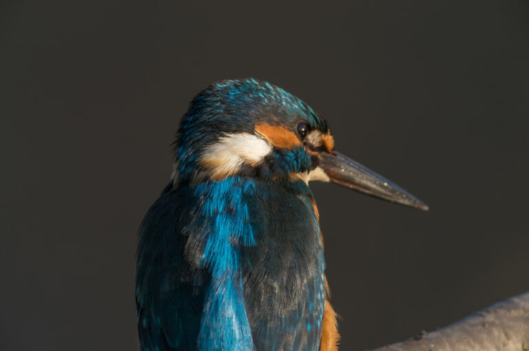 カワセミ